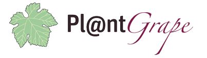 Logo Plantgrape