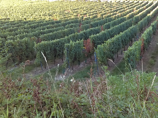 Un cep atteint dans une parcelle