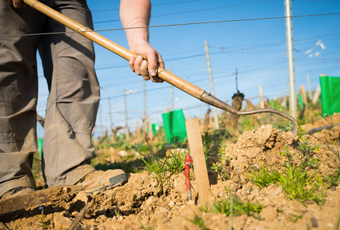 Plantation de pied de vigne