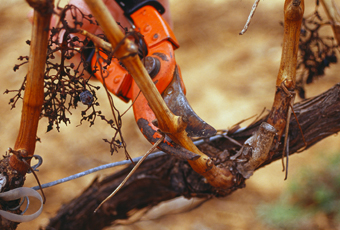 Taille de vigne au sécateur