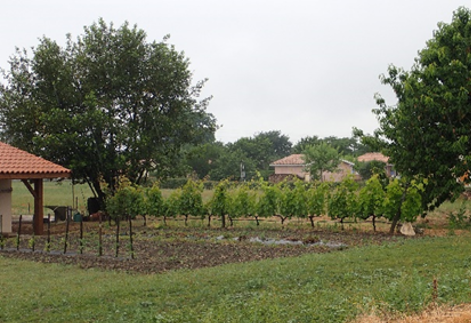 Vignes dans un jardin