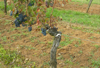 Cep de vigne malade