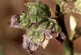 Eutypiose feuille vigne