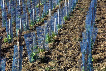 Jeunes plants de vigne