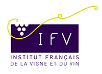 L’Institut Français de la Vigne et du Vin (IFV)