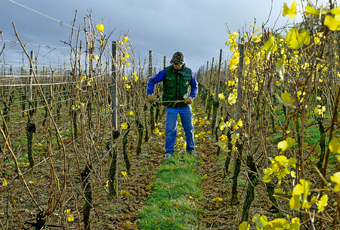 Parcelle vigne Hiver