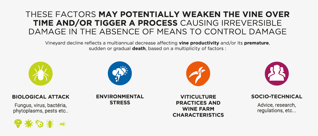 Action plan presentation against declining vineyards