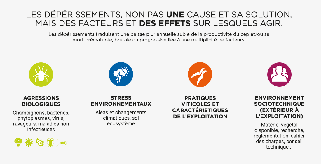 Présentation du plan de lutte contre le dépérissement de la vigne