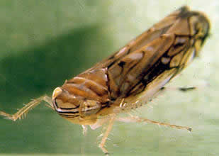 La cicadelle vectrice