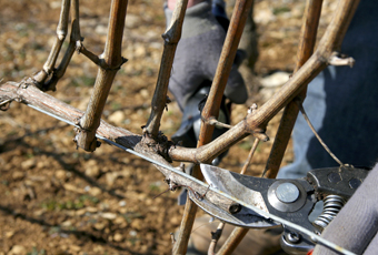 Taille en guyot vigne