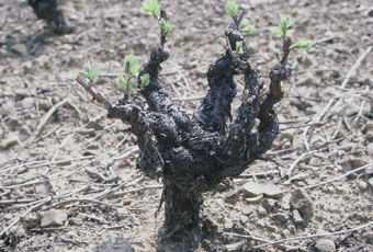 Vigne gobelet printemps