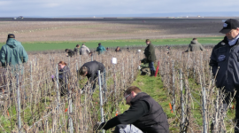 Formation à la taille Corporation des Vignerons de la Champagne