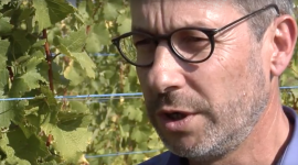 Vidéo Vaccivine Olivier Lemaire INRA Colmar