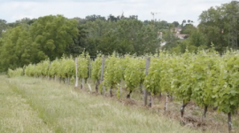 Vignoble du domaine expériemental de Couhins