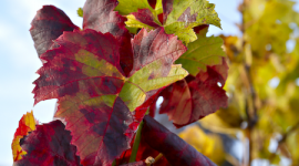 Symptômes Flavescence dorée gamay