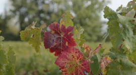 symptômes Flavescence dorée sur cépage rouge