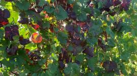 [Webinaire] Méthode de détection et identification du phytoplasme Flavescence dorée