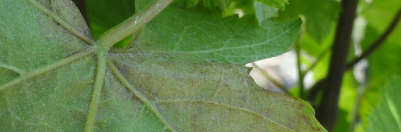 Reconnaître les principaux ravageurs et maladies de la vigne