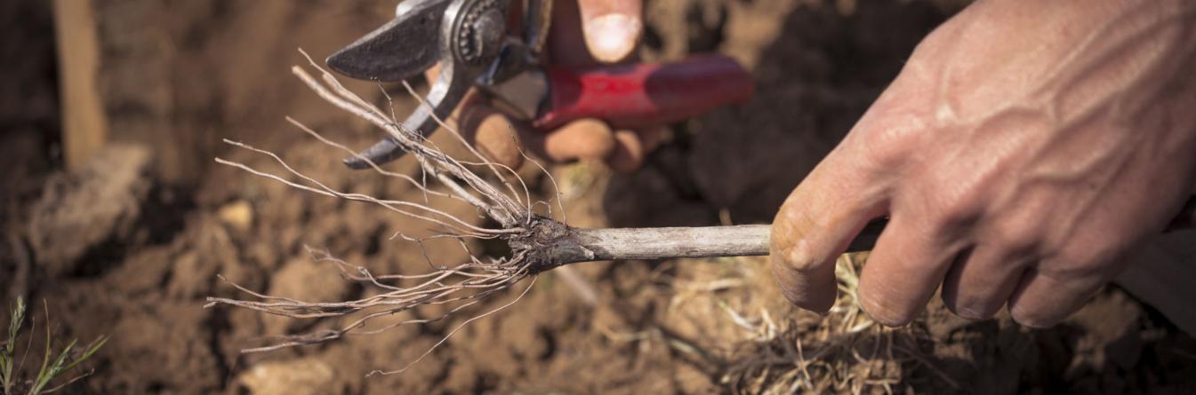 Complanter ou replanter sa parcelle ? Ce qu’il faut savoir