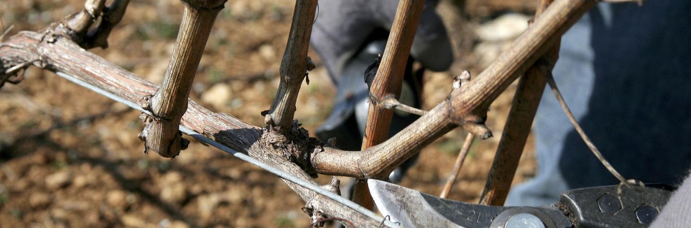 Replantation et taille : 2 points clés face aux dépérissements