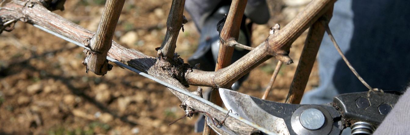 La taille, un moyen de freiner le développement de l'Esca?