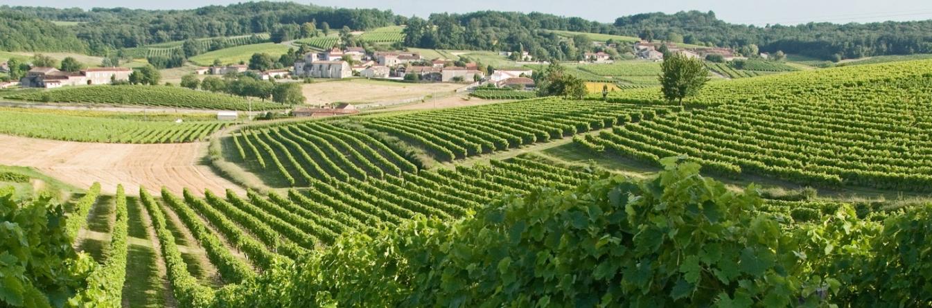 Marqueurs moléculaires de tolérance de la vigne à Eutypa lata