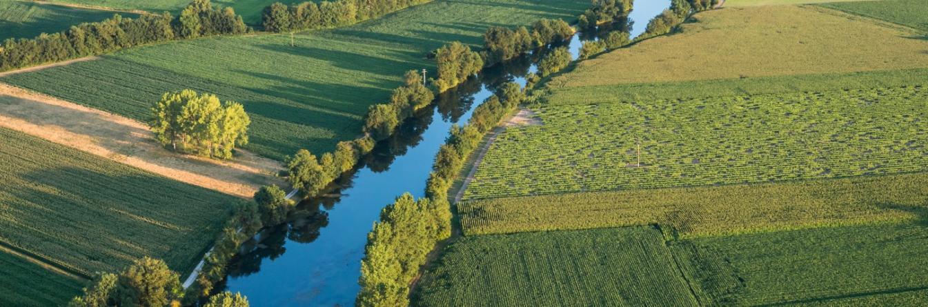 Flavescence dorée en Charentes - bilan 2016