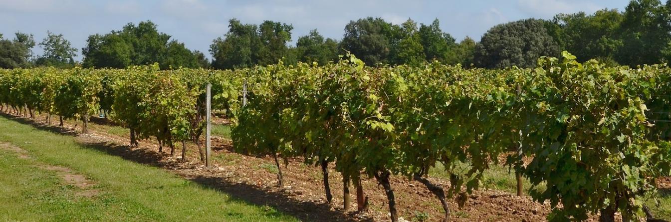 Une formation spécifique pour les techniciens de la pépinière viticole