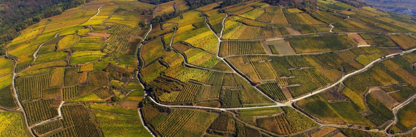 Collecter et traiter les données d’observation du vignoble