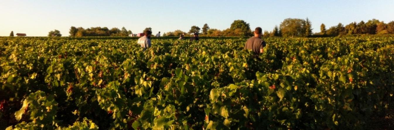 Une lutte minutieuse contre la flavescence dorée en Bourgogne