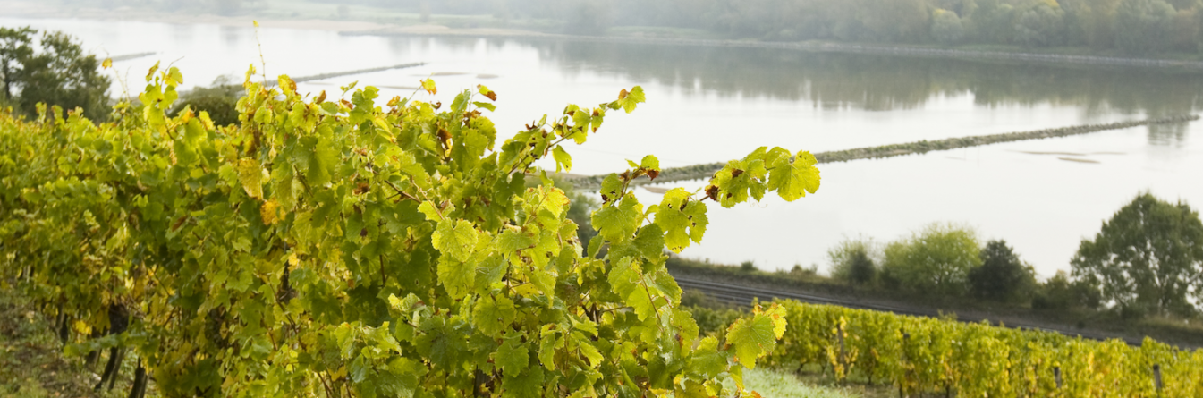 Val de Loire : une région mobilisée dans la lutte contre les dépérissements