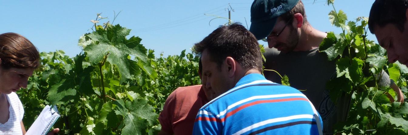 Mobilisation et innovation vigneronne, un projet pilote coordonné en Val de Loire