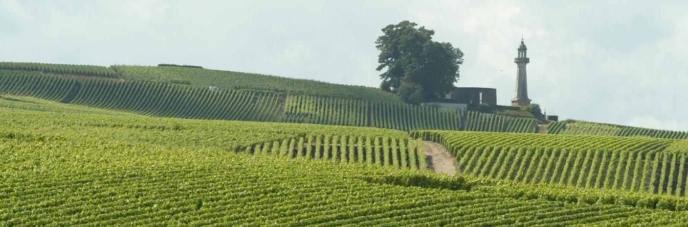 Dépérissement du vignoble, état des lieux en Champagne