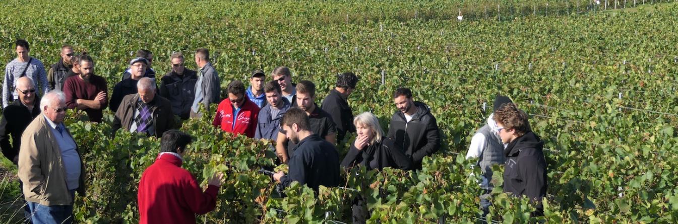 La Champagne renforce sa surveillance du vignoble vis-à-vis de la Flavescence dorée