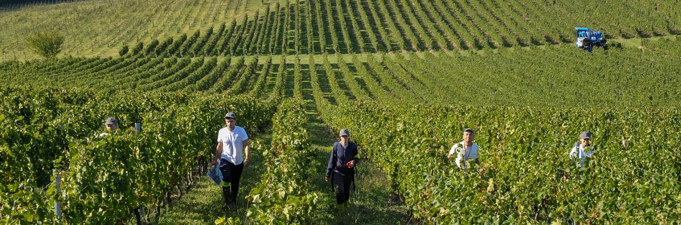 MIVigne : déjà plus de 200 viticulteurs engagés