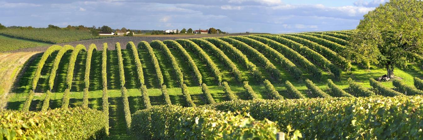 Les enquêtes des Chambres d'Agriculture sur les pratiques viticoles