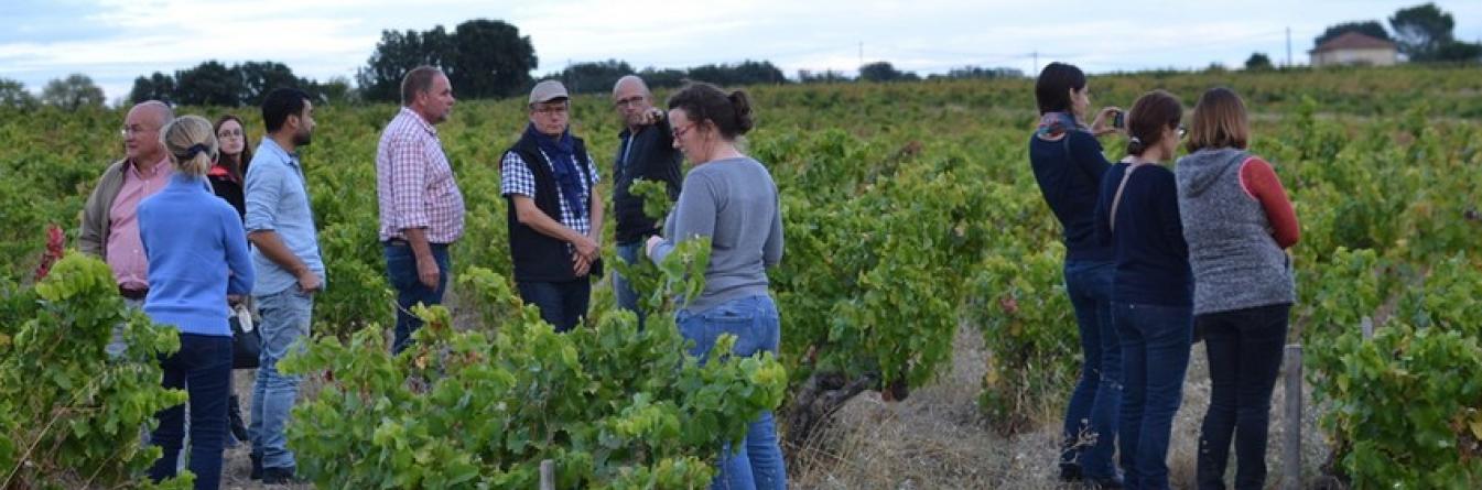 En Charentes, recrutement des viticulteurs innovants pour les réseaux MIV