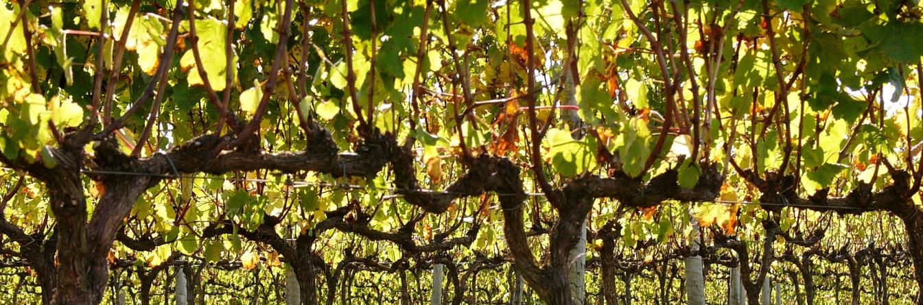 Des techniques d'imagerie médicale au service du vignoble