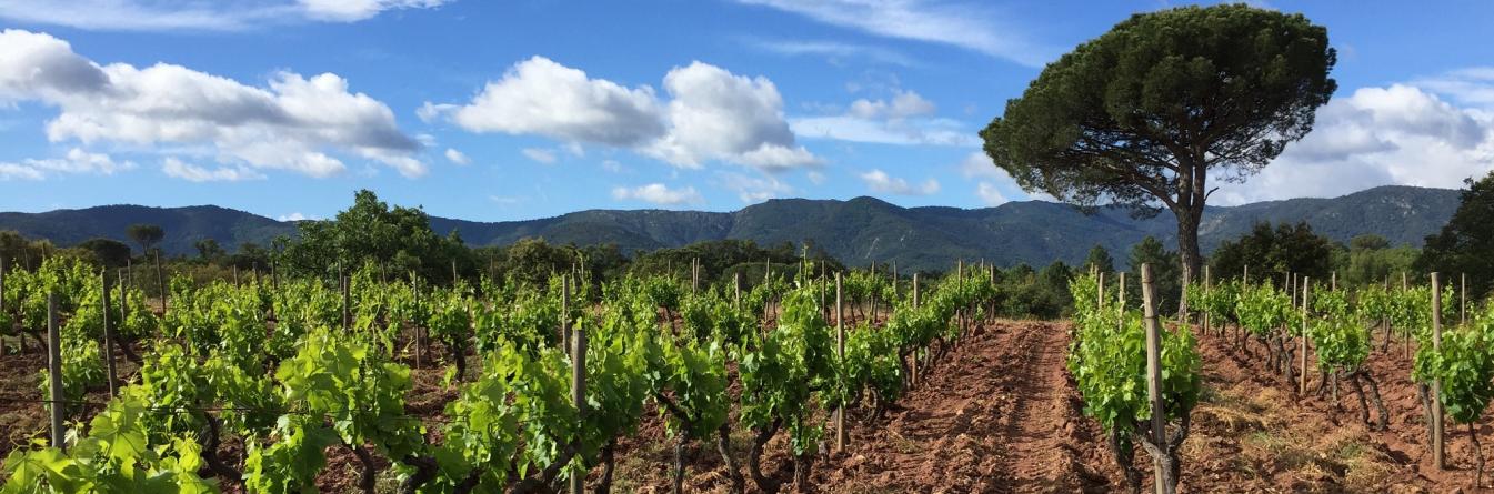 Le Vermentino touché par le dépérissement dans le Var