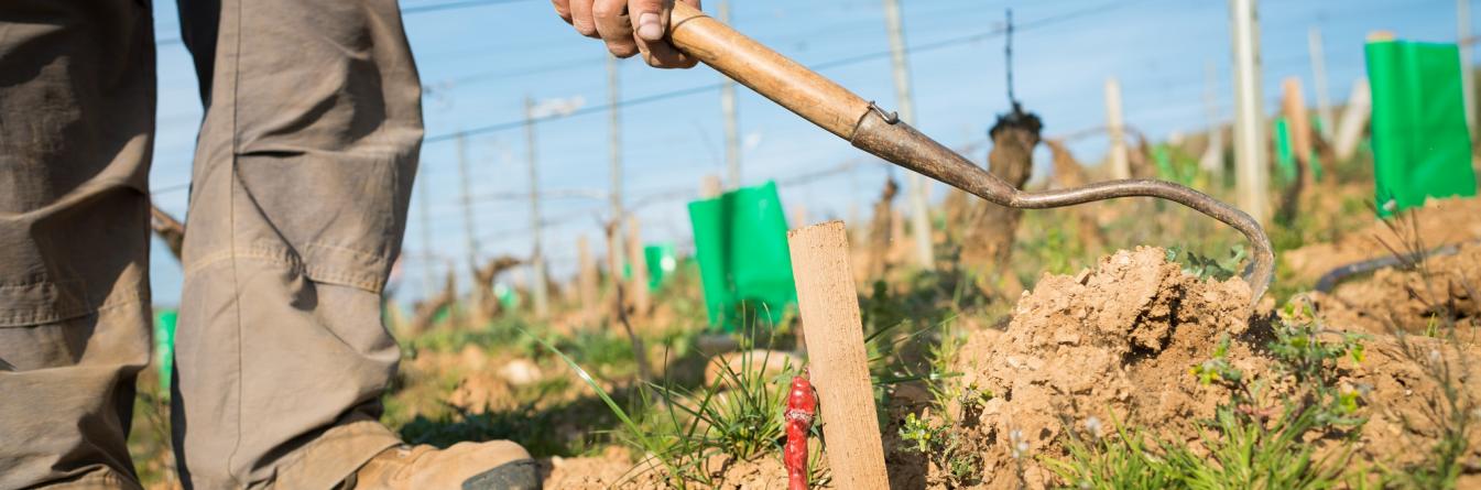 Favoriser la plantation avec les racines en étoile