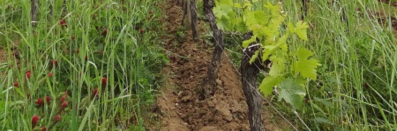 Le microbiome de la vigne au cœur de son fonctionnement