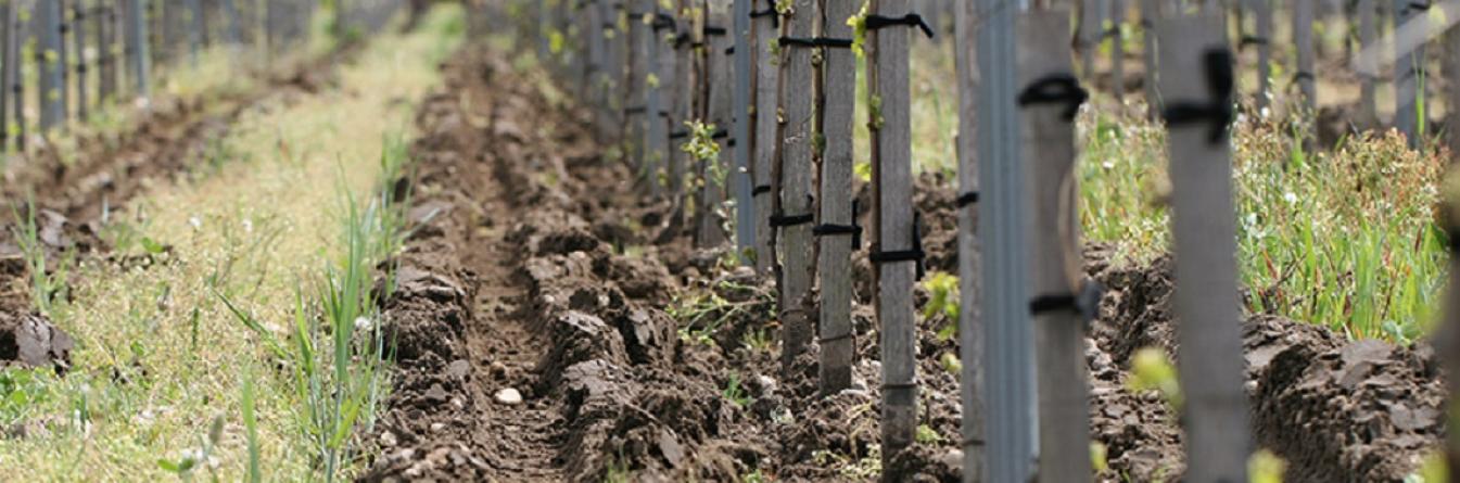 Les racines de la vigne et leurs interactions avec les composants du sol