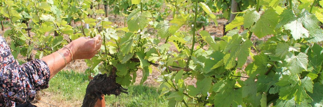 A la recherche des vignes prémunies