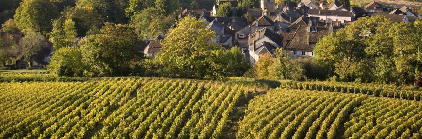 Flavescence dorée : gérer les vignes ensauvagées avec les riverains