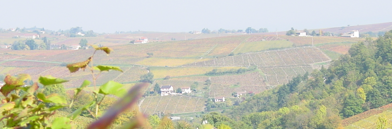 Dépérissement du vignoble, état des lieux en Beaujolais