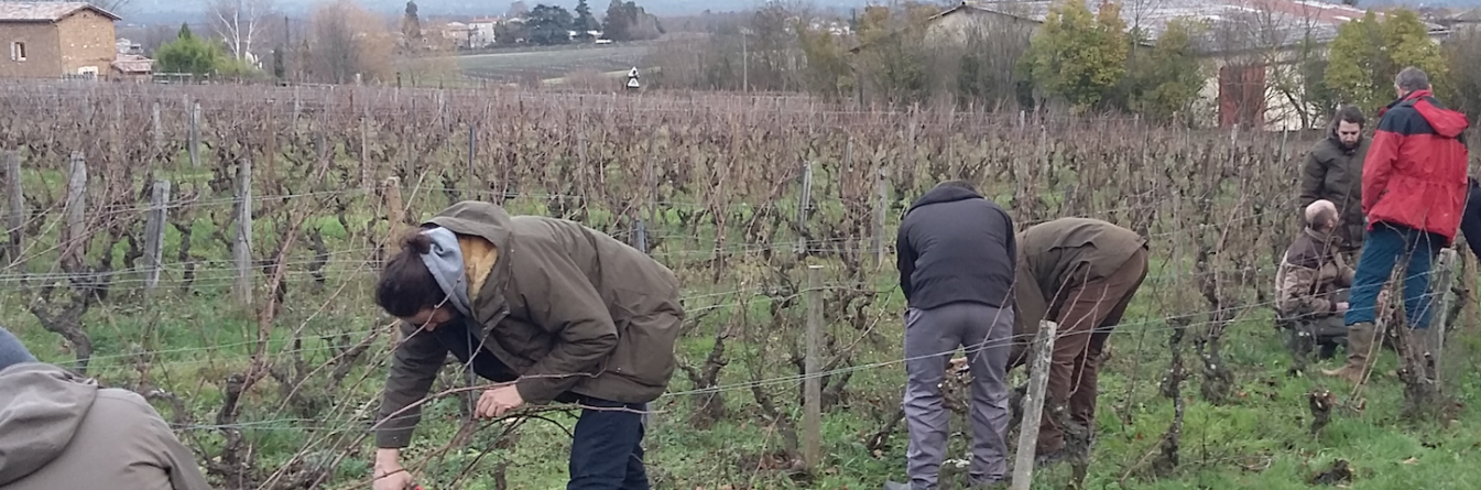 Se former à la taille non mutilante en Beaujolais