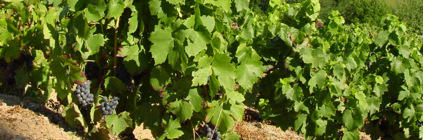 Influence du mode de conduite sur les maladies du bois en Beaujolais