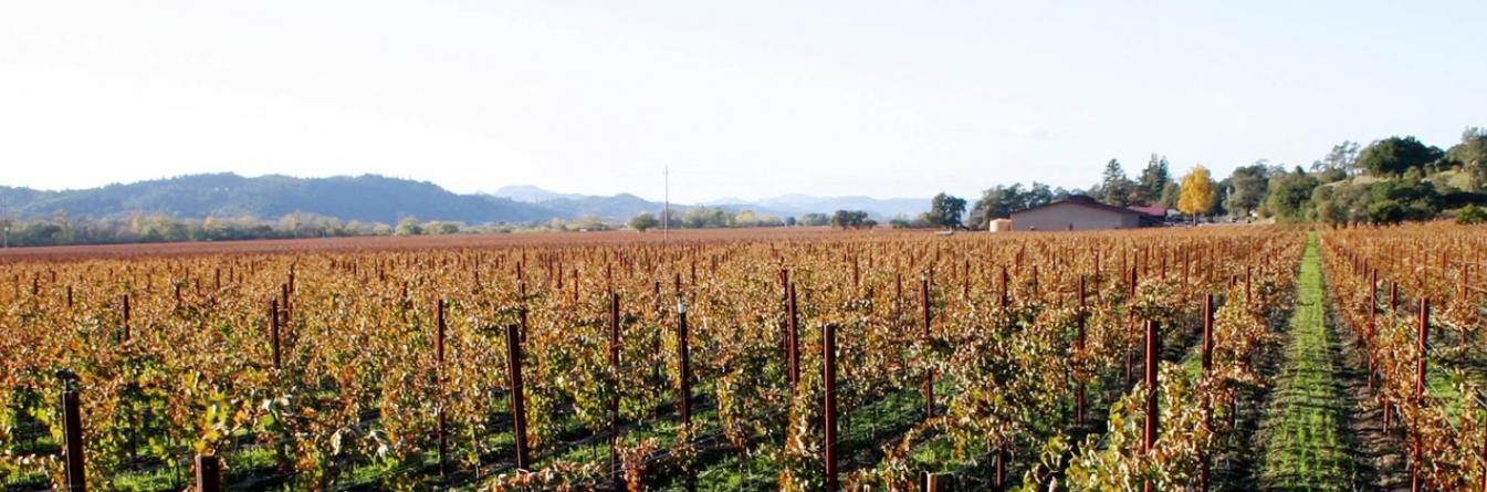 L'observation du vignoble, un levier essentiel dans la lutte contre les dépérissements