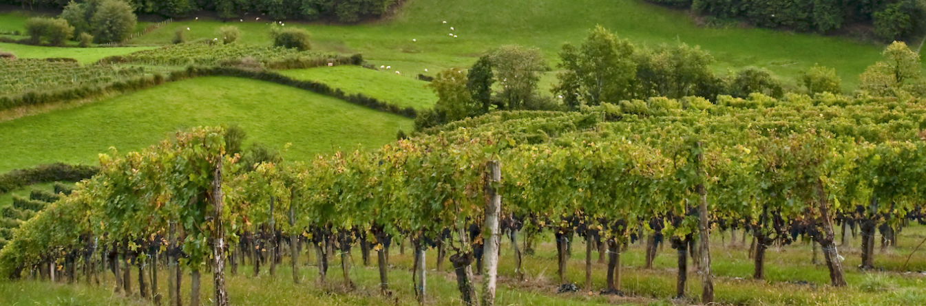 Fertilité des sols et dépérissement de la vigne - Solar