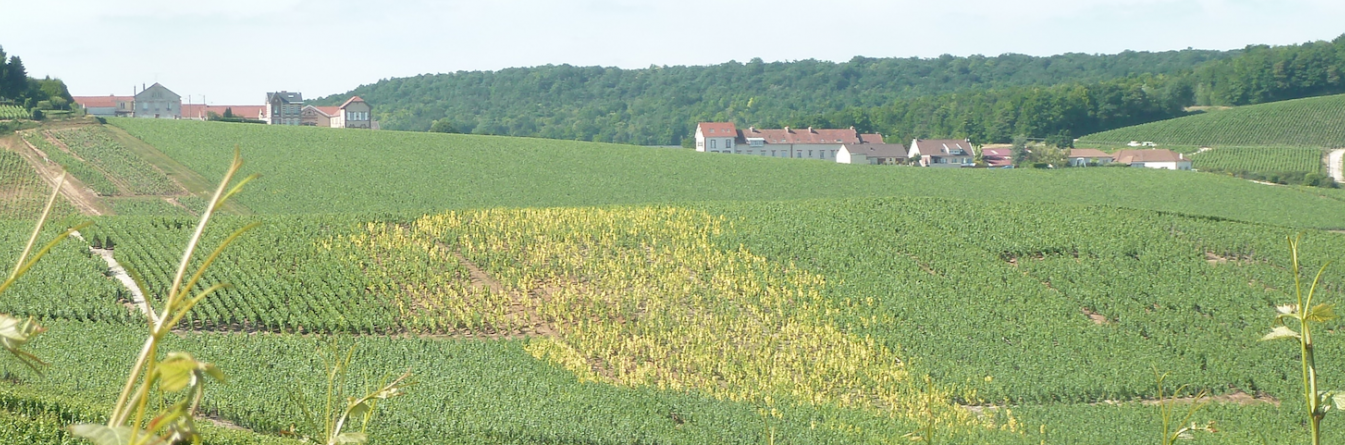 Vaccivine, premiers résultats du programme sur la prémunition